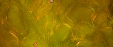 徕卡显微镜马铃薯块茎的横截面分析