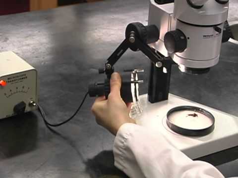 解剖显微镜的操作步骤