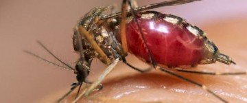 显微镜下高清观察蚊子怎样用嘴针吸血